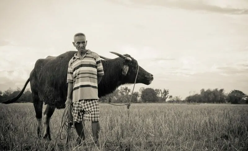 carabao