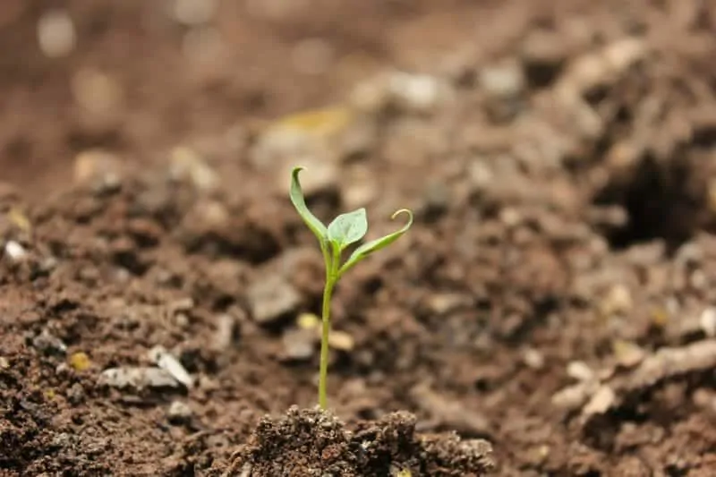 soil
