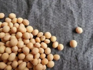 soybeans