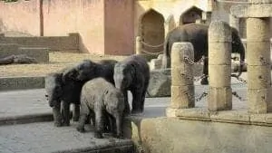 39-zoo-hannover-66351__340
