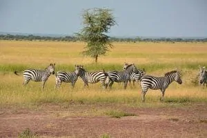 86-serengeti-park