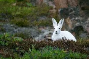 arctic-hare-828994_960_720