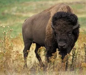 bison-526805_960_720