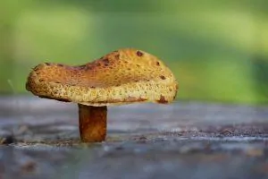 mushroom-467553_960_720