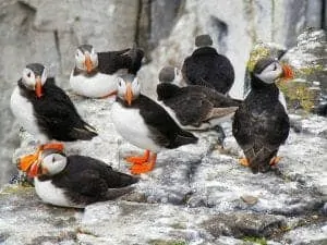 puffins-1546800_960_720