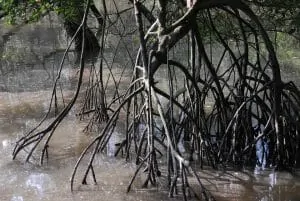 Sungei Buloh Wetlands