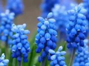 muscari 114579 1920