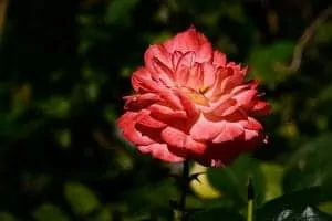 rose greenhouse 1715375 1920