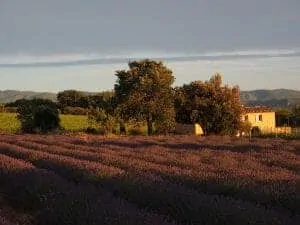 19. Luberon lavender field 1521618 960 720