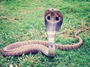 king cobra 405623 640