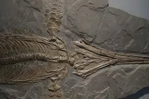 29 ichthyosaurs 1577081 340