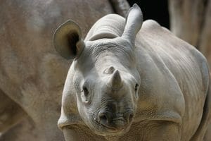 25. Zurich Zoo rhino 892708 340