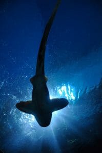 Shark Cage Diving