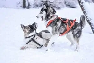 35. Puppy Training Experience At Husky Farm Tromso