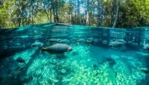 4. Aquario Encantado .Nobres