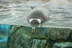 64. Bergen Aquarium Bergen