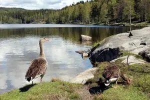 78. Sognsvann Lake Oslo