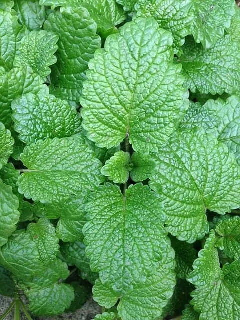 vegetable garden 1345558 640