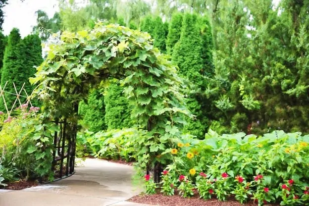a strawbalegarden image5