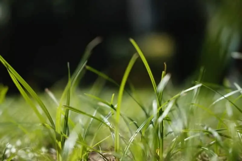 best weed killer for lawns image