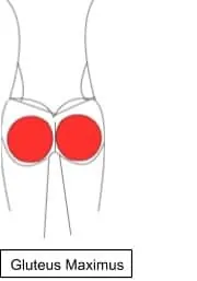 gluteus