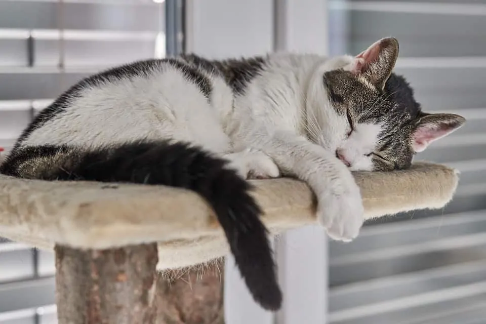 cat playing