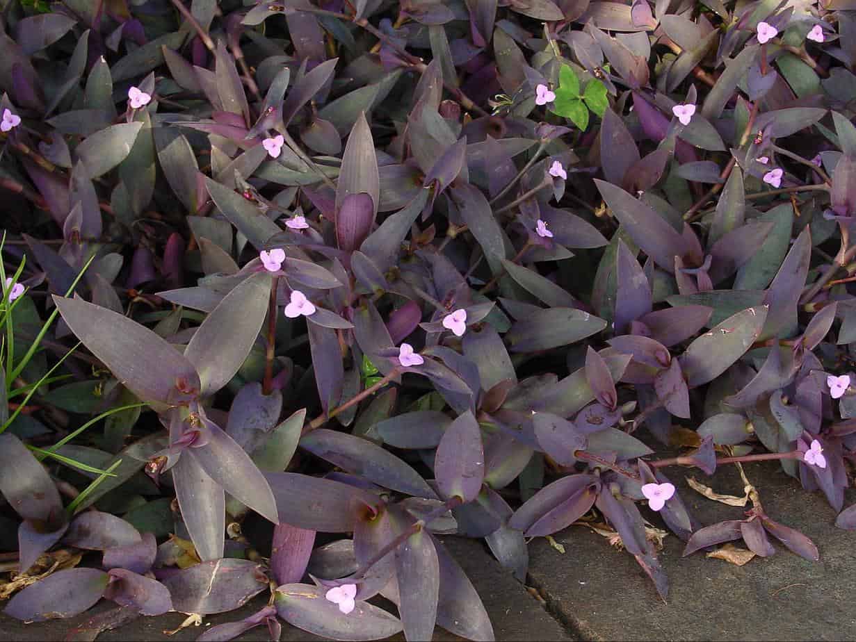 How to Grow Wandering Jew Plants Jen Reviews