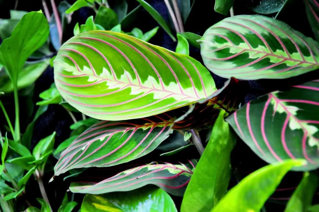 1 Maranta known for striking foliage