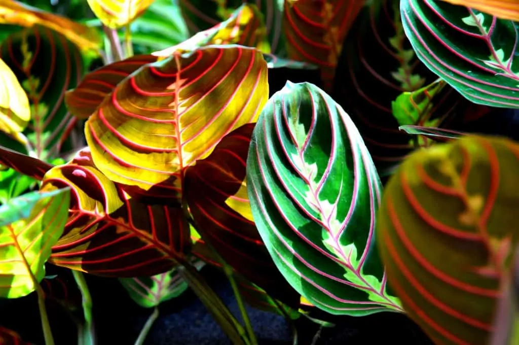 10 In the right conditions your plant will thrive