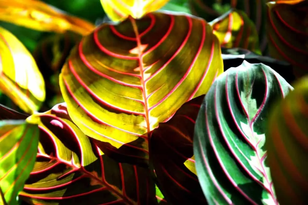 2 Right conditions plant produces vibrant foliage