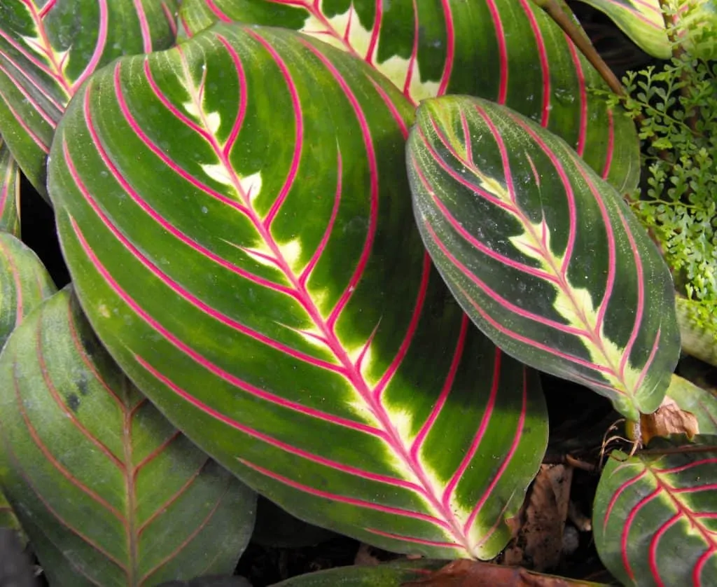 3 Maranta Leuconeura is the most common type