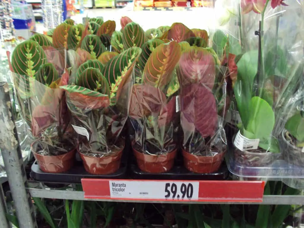 4 The leaf of the Maranta Tricolor has a herringbone pattern