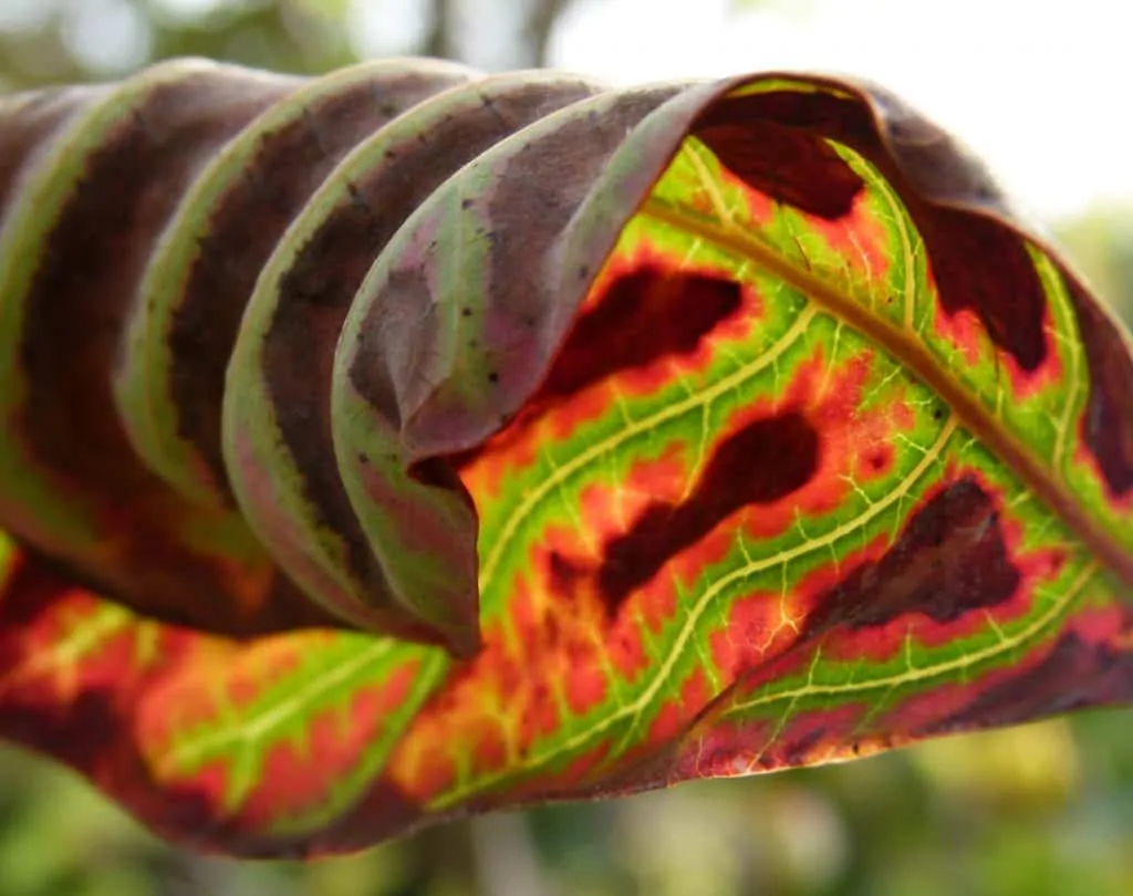 5 Placing your plant in the right conditions will encourage vivid colours