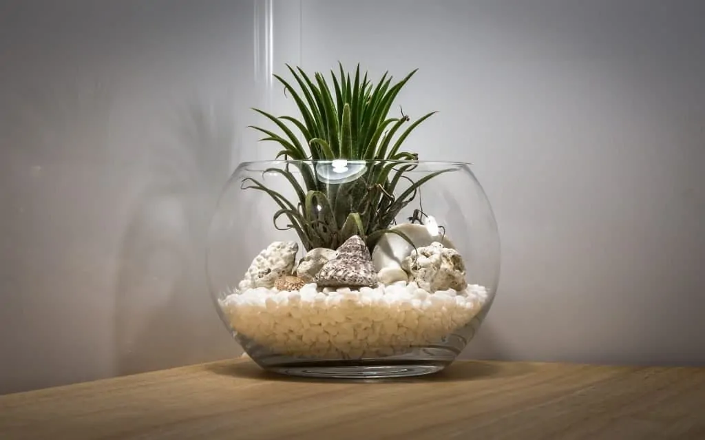 6 Terrariums help increase humidity