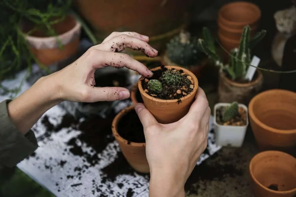 7 Repotting plants helps to keep them healthy