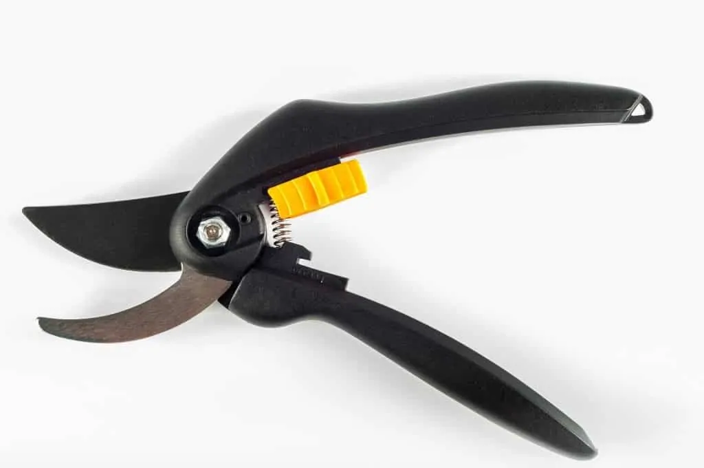 8 Clippers can help to keep the plant in shape