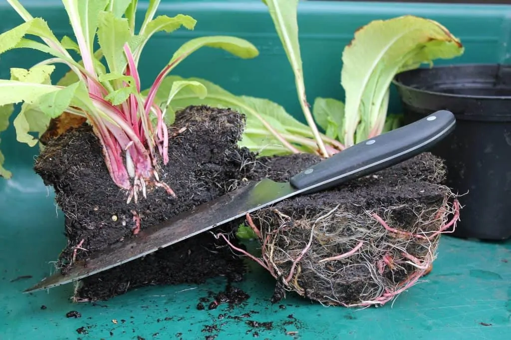 9 Making divisions is one way to create more plants
