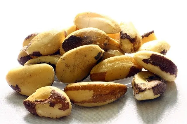 brazil nut 638972 640