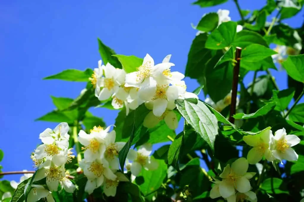 1 JasmineFragrantAdditionToAnyGarden