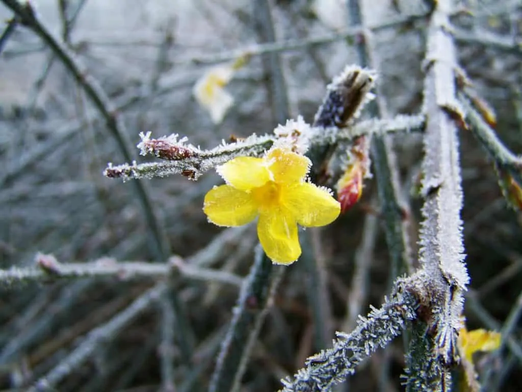 2 WinterJasmineAddsColour