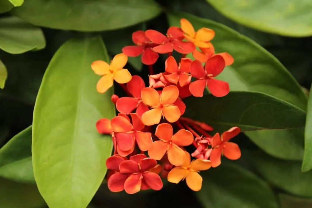 5 RegularFeedingEncourageJasmineFlower