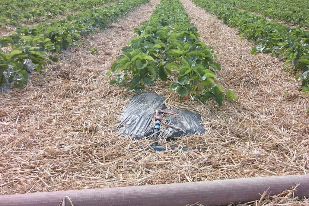6 MulchingProtectPlantsAddNutrients