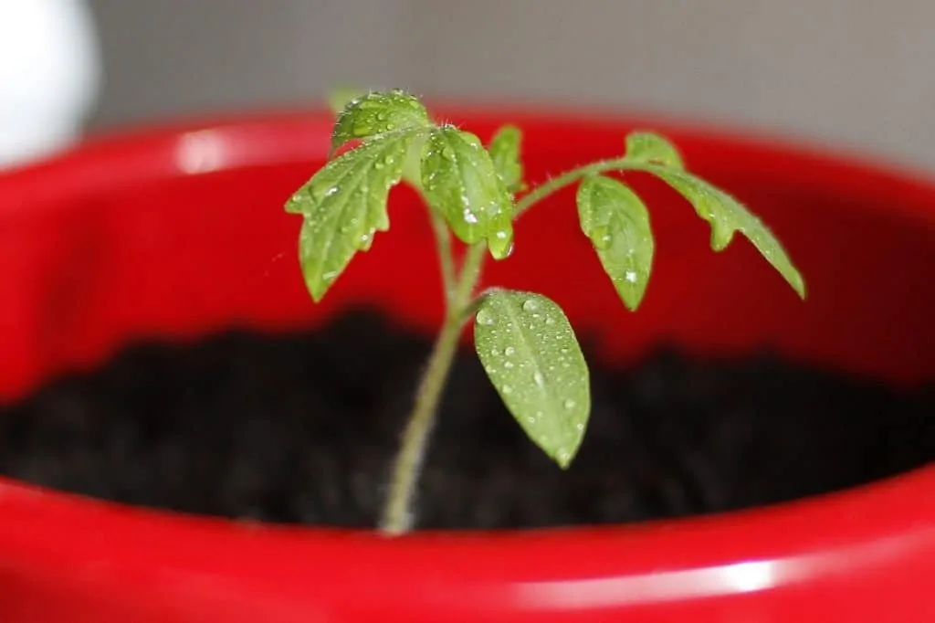 7 DelicateSeedling