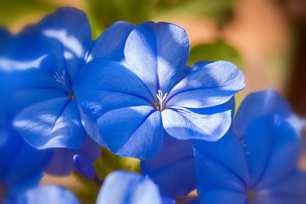 8 HealthyPlantsAdditionGarden