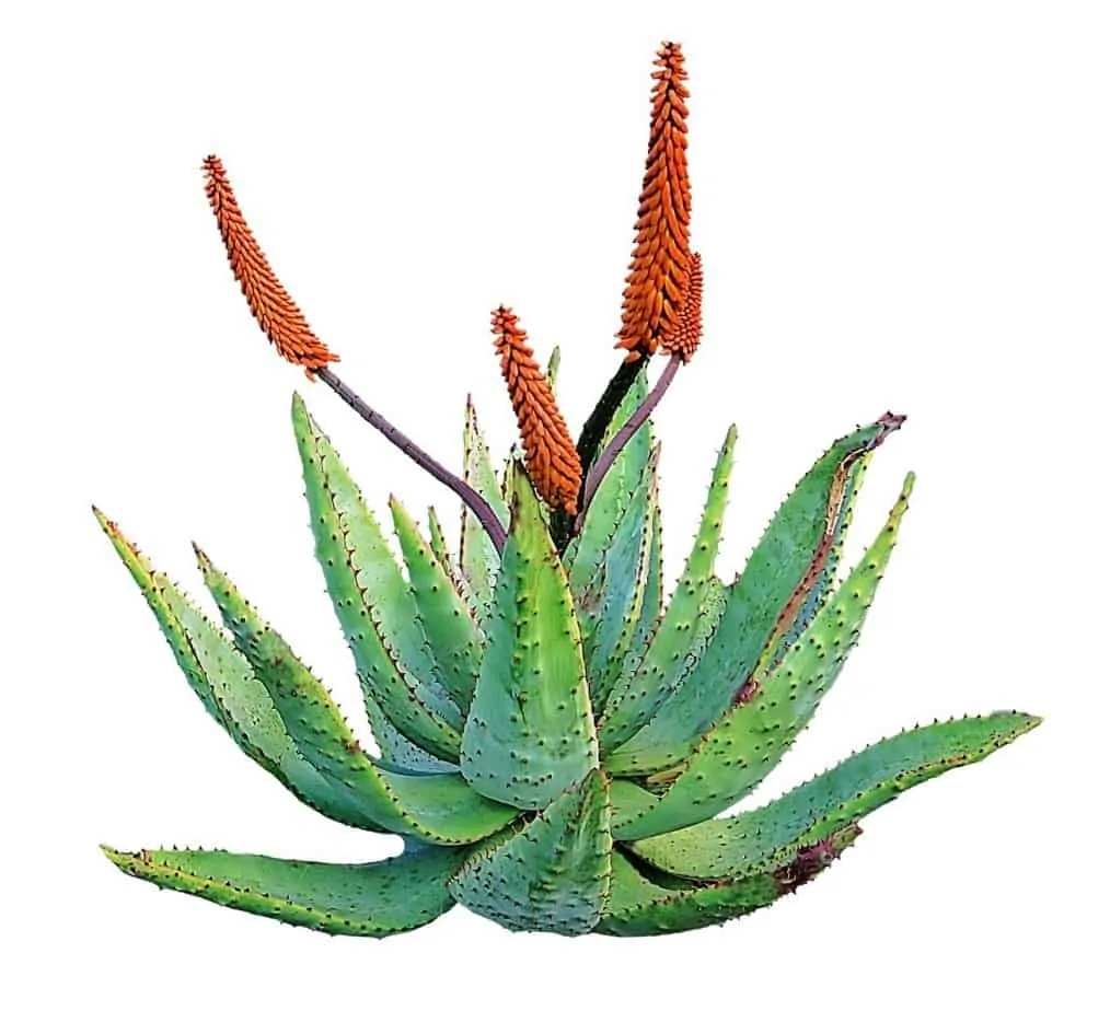 1 The aloe vera plant is a striking addition to any home or garden