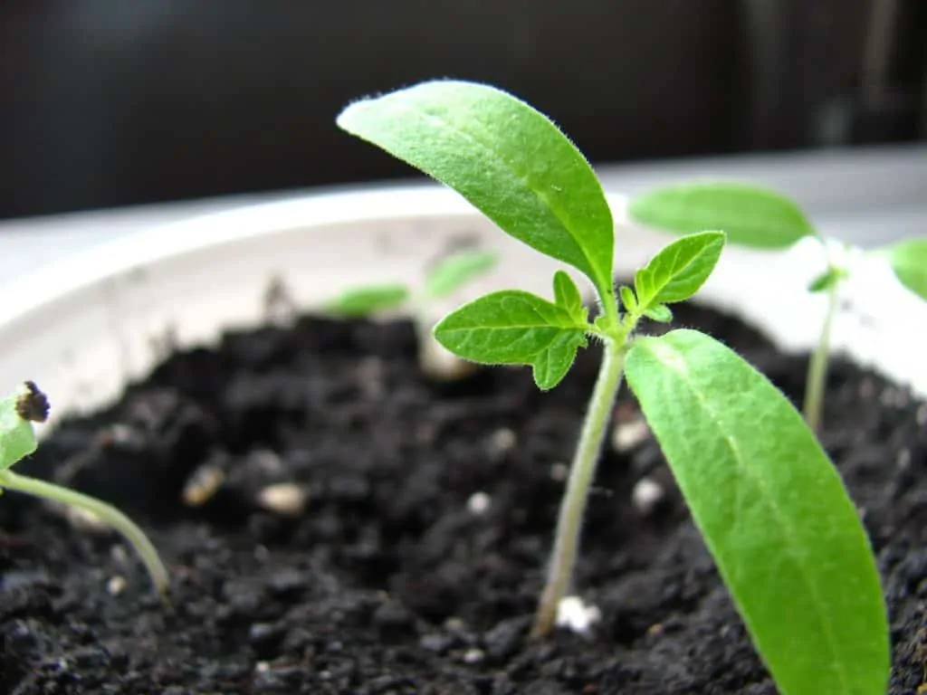 10 Aloe germination can happen within a couple of weeks