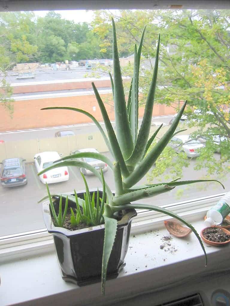 How To Grow An Aloe Vera Plant Care Types And Growing Tips