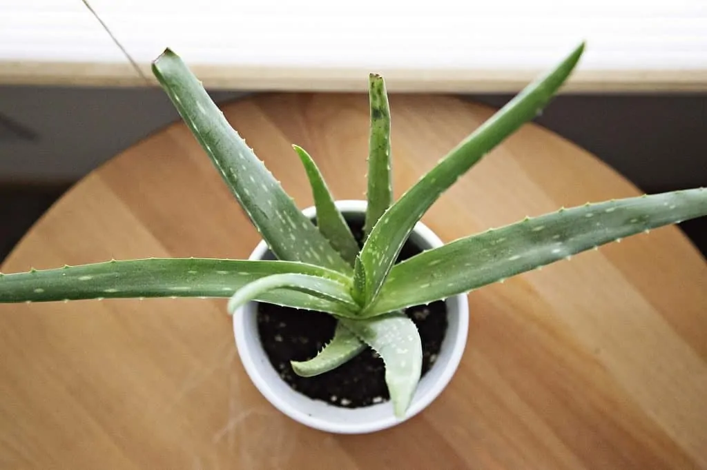 12 A healthy aloe vera plant