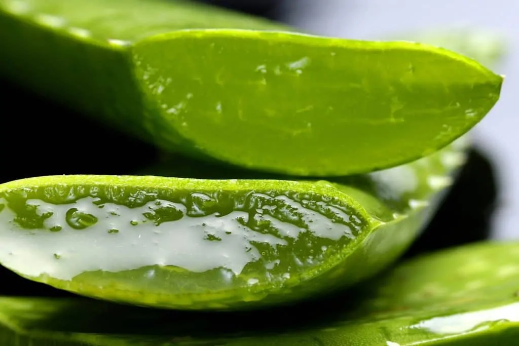 13 The juicy aloe vera leaf