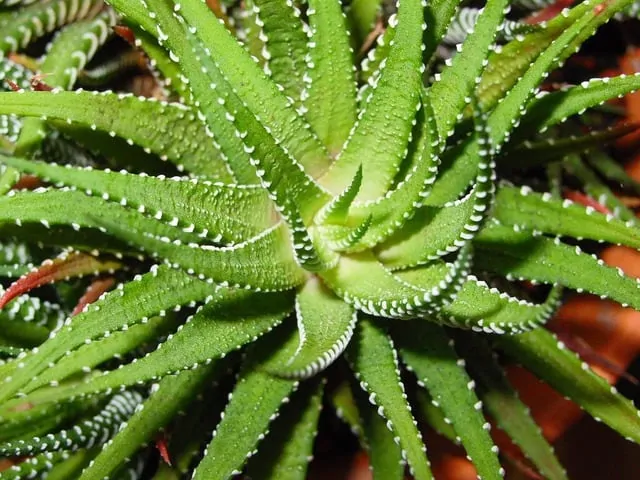 14The distinctive foliage of the aloe vera plant.